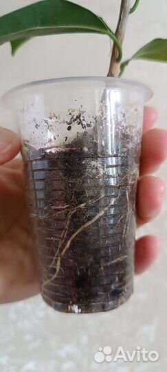 Фикус микрокарпа