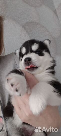 Сибирский хаски