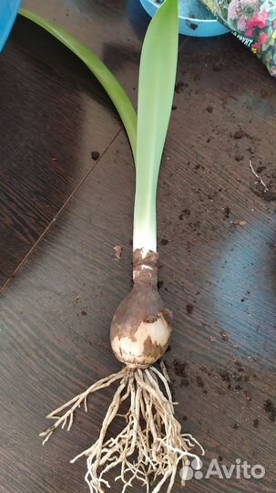 Комнатный цветок гиппеаструм