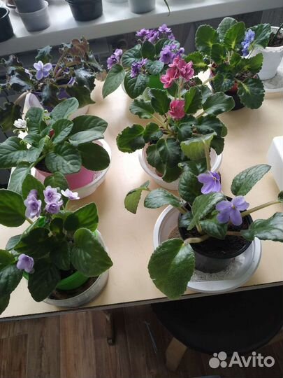 Фиалка в горшках