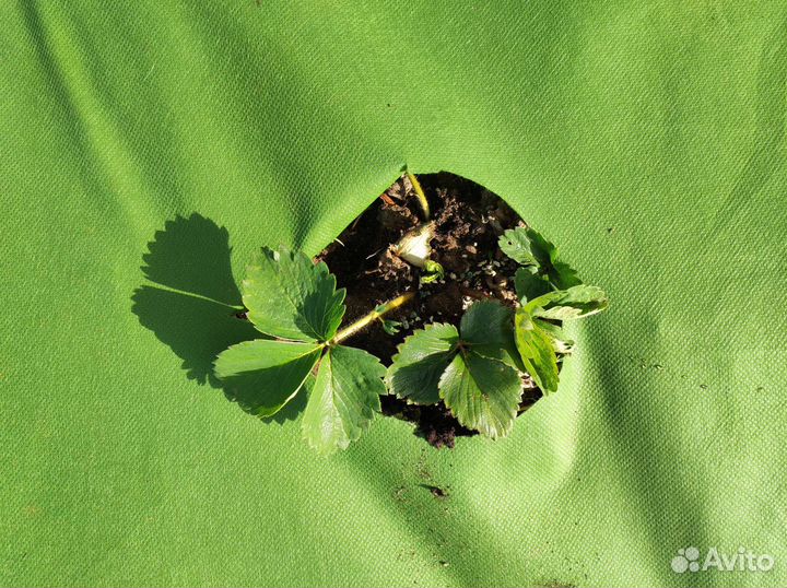 Спанбонд зеленый