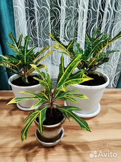 Кодиеум кротон