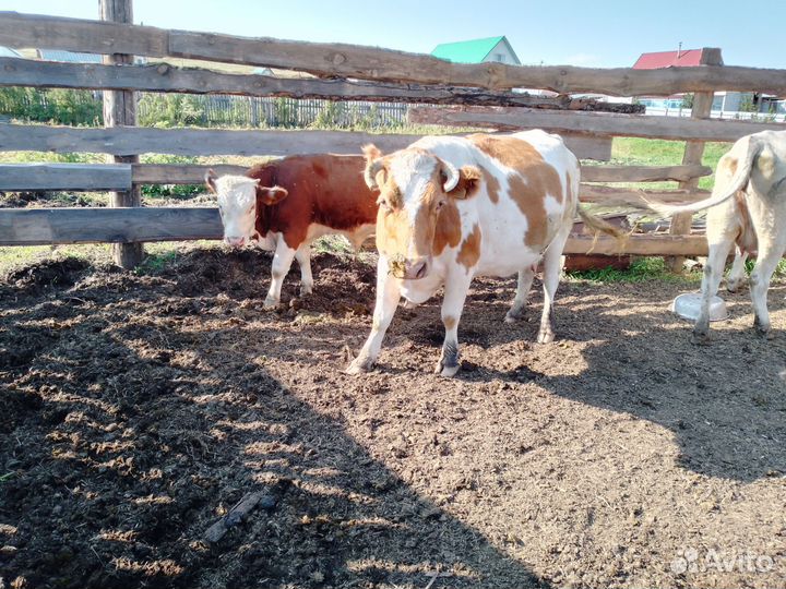 Корова дойная с теленком