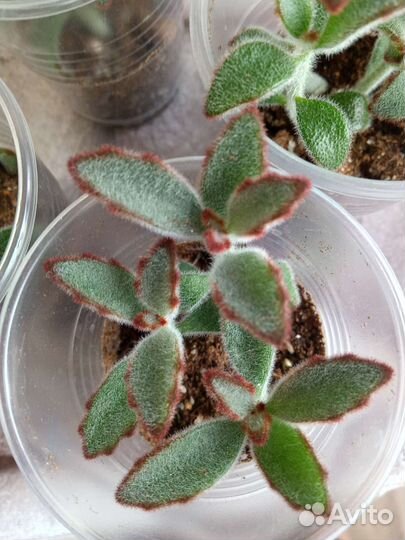 Комнатные растения,суккуленты