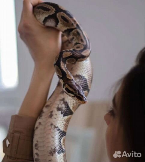 Аренда змей для фотосессии и видеосъёмки