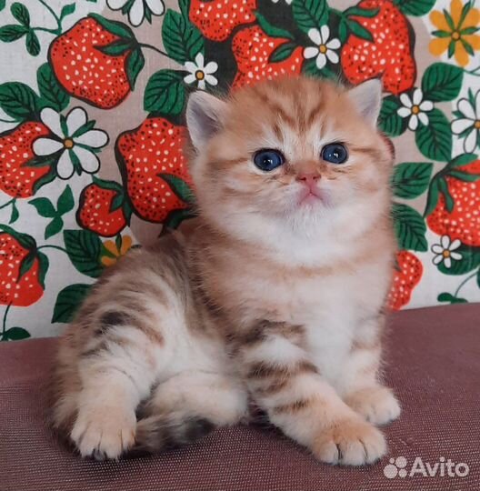 Золотые мраморные британские котята