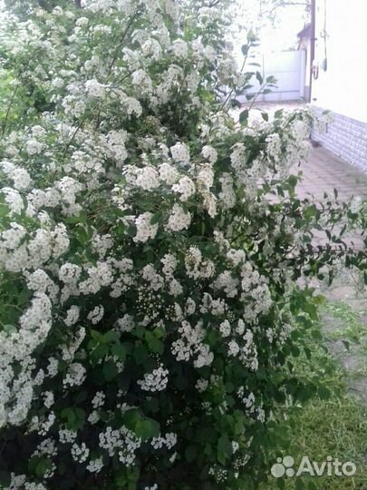 Кусты (спирея)