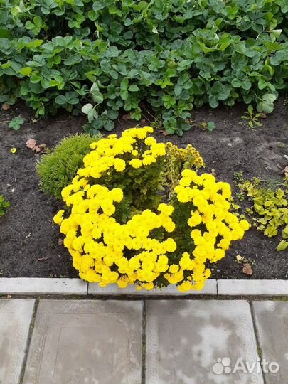 Хризантемы