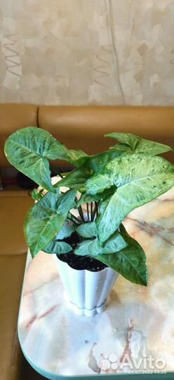 Сингониум Фриклес