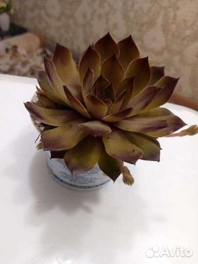 Каменная роза - молодило