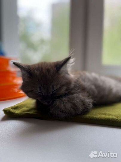 Передержка кошек и грызунов на время отпуска