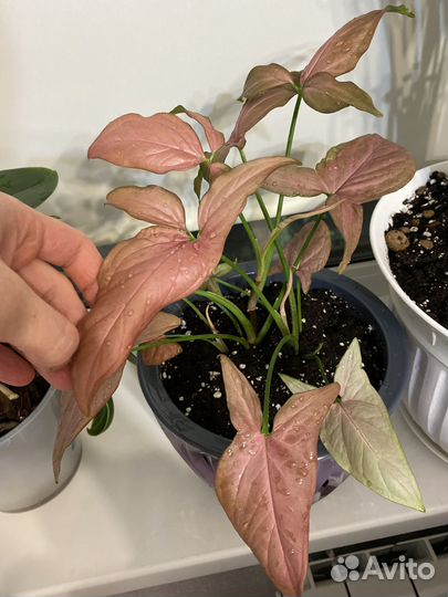 Сингониум клубничный лед