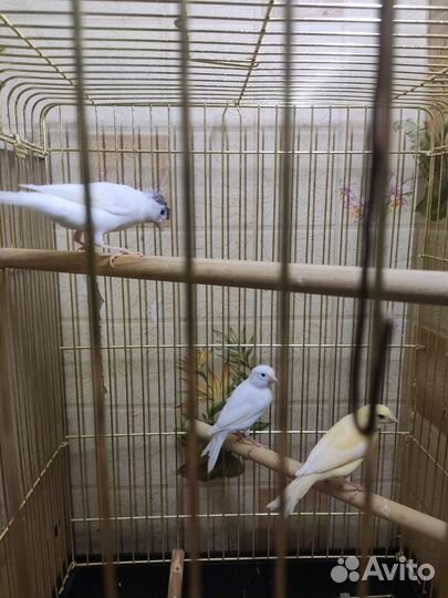 Кенара и канарейки