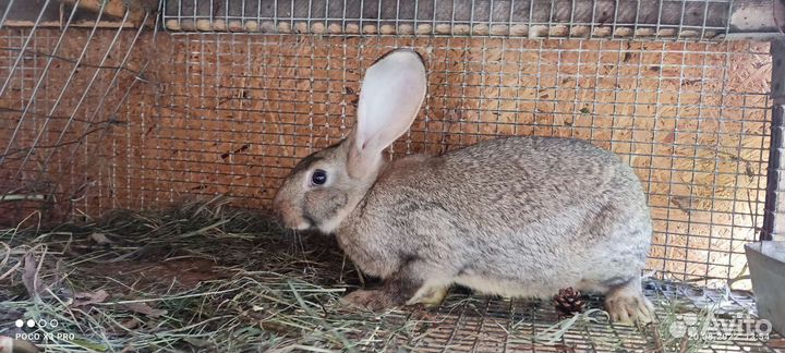 Кролики мясных пород