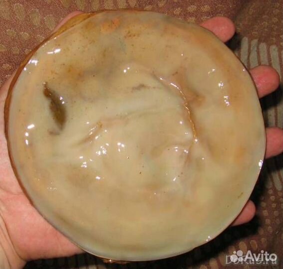 Чайный Гриб, (Комбуча )