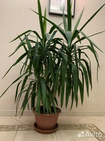 Взрослая пальма Юкка, драцена деремская