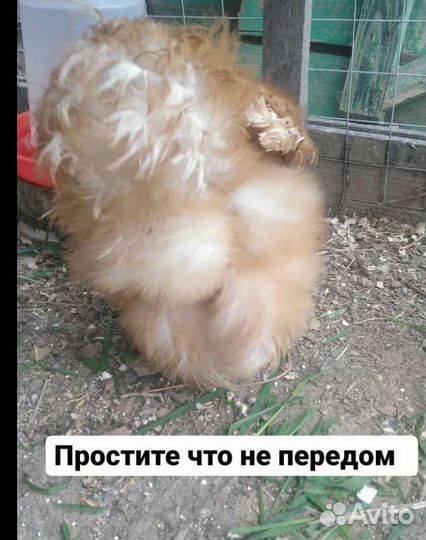 Породные Куры