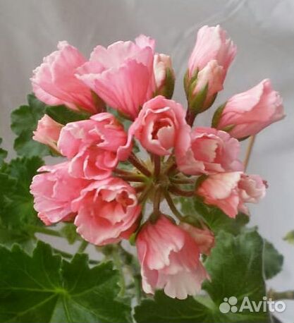 Пеларгония герань Marie Louise