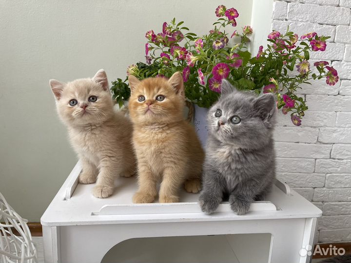 Британская