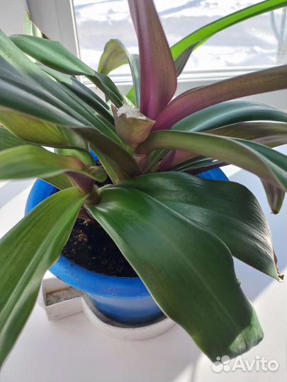 Традесканция