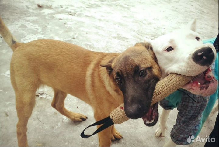 Передержка собак