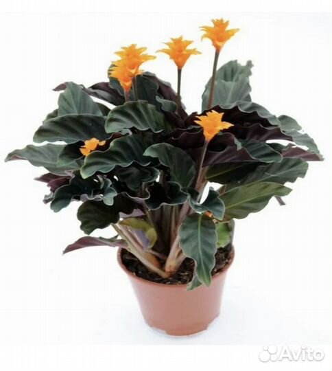 Калатея кроката