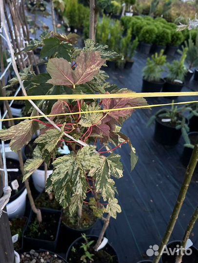 Клен Остролистный