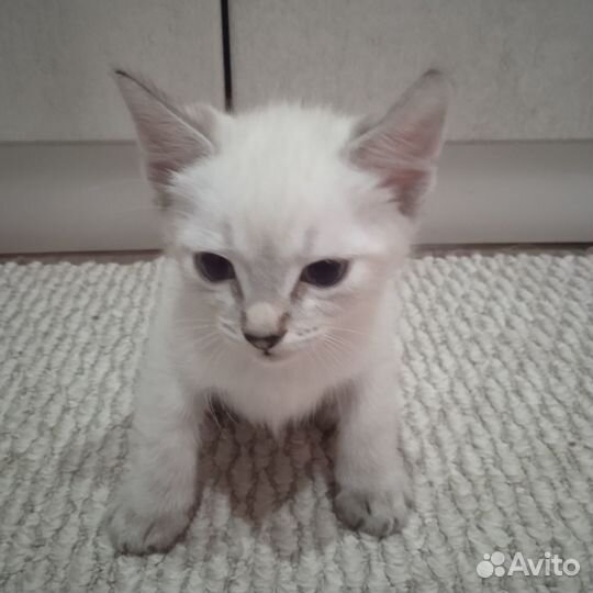 Донской сфинкс котята