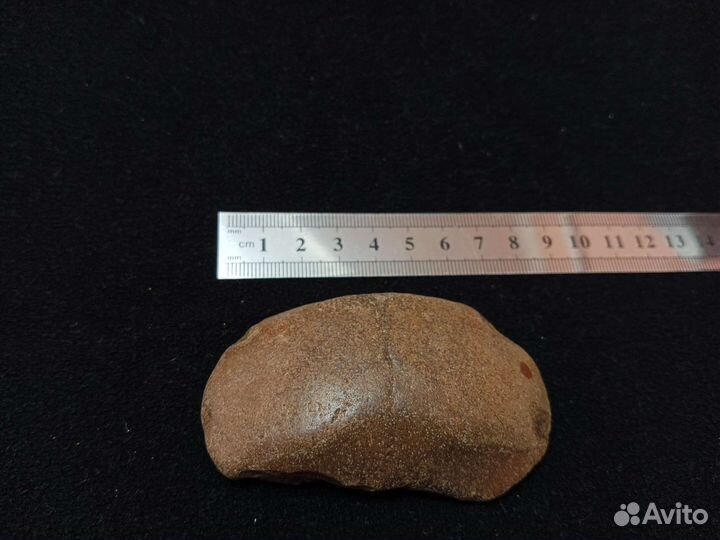 Набор окаменелостей (лопатка кита)