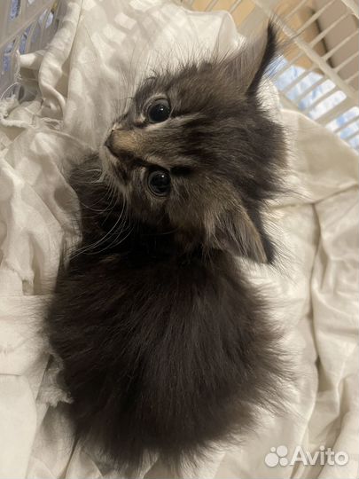 Кошки бесплатно