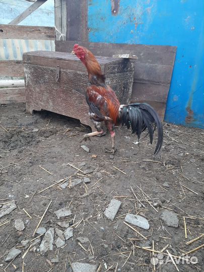 Байцовый петух