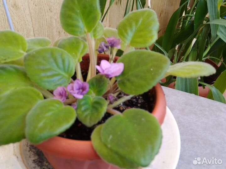 Дендробиум, Толстянка (денежное дерево), фиалка