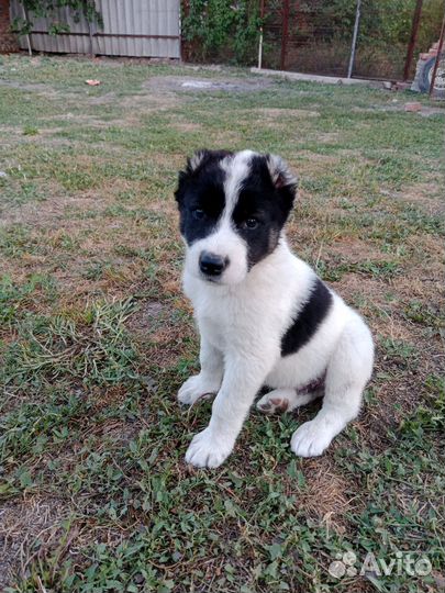 Щенки сао (Алабай)