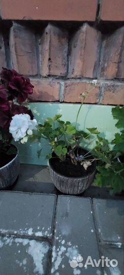 Пеларгония