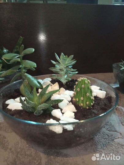 Флорариум, мини садик из суккулентов