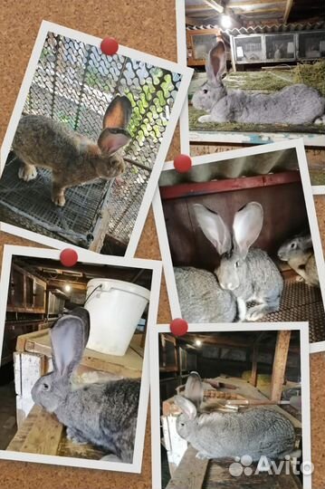 Продаются кролики