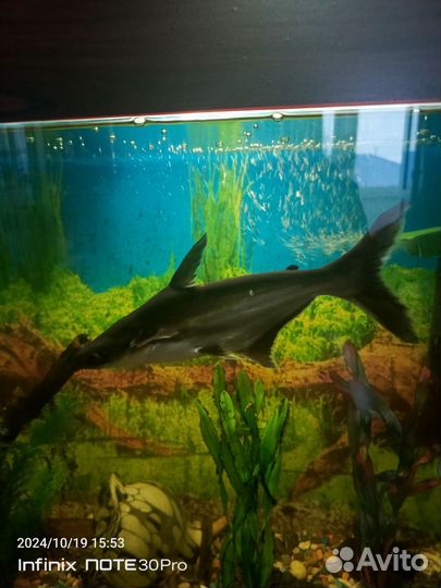 Аквариумные рыбки