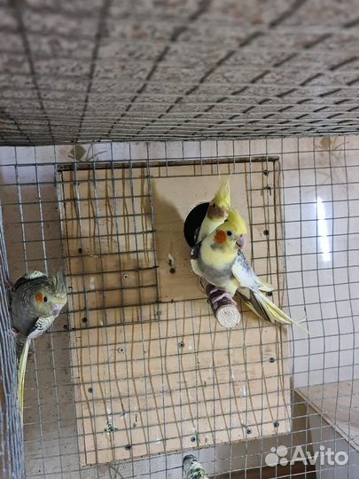 Попугай карелла