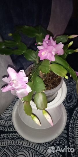 Шлюмбергера (декабрист,зигокактус)