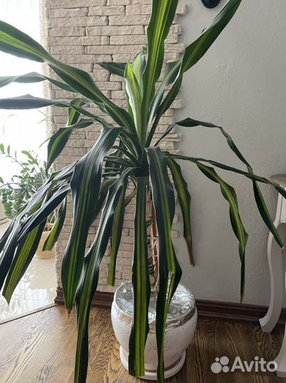 Комнатные растения цветы