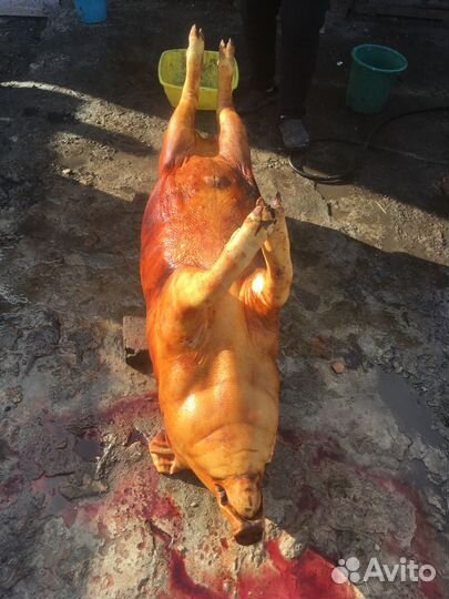 Мясо свинины