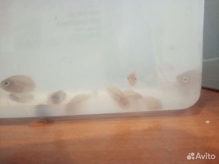 Аквариумные рыбки фламинго