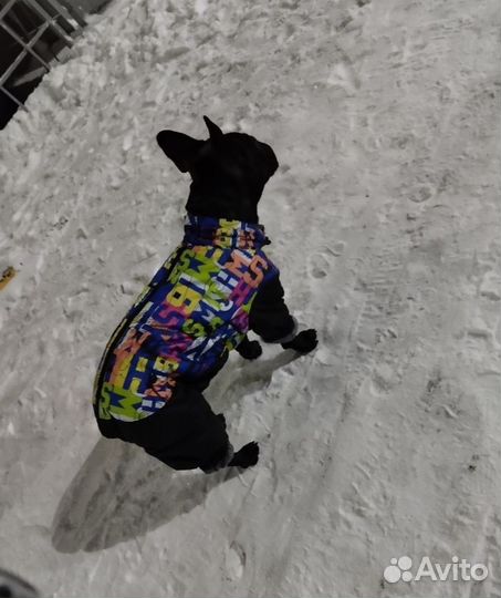 Зимний комбинезон для французского бульдога