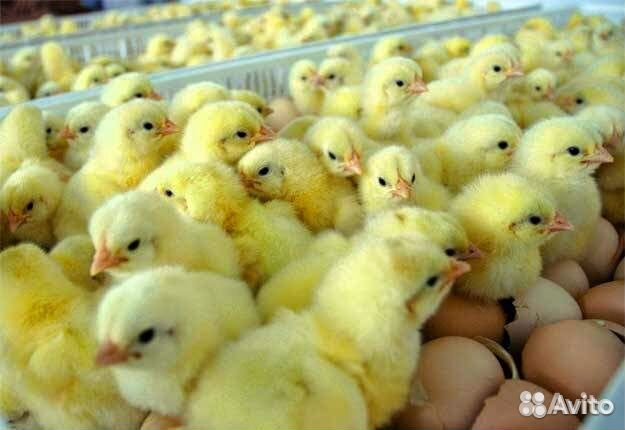 Автоматический инкубатор Несушка плюс 36,63,77,104