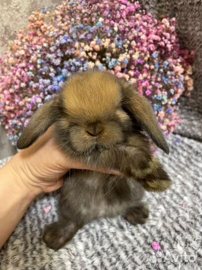 Декоративные вислоухие кролики