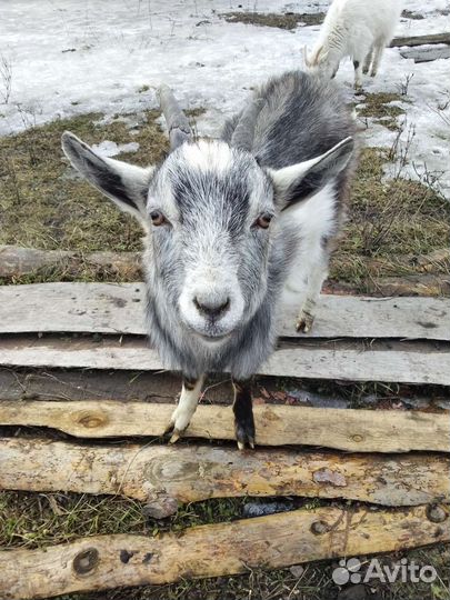 Альпийская молодая козочка