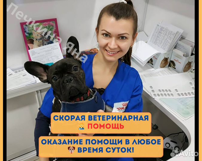 Ветеринар, Ветеринарный врач на дом