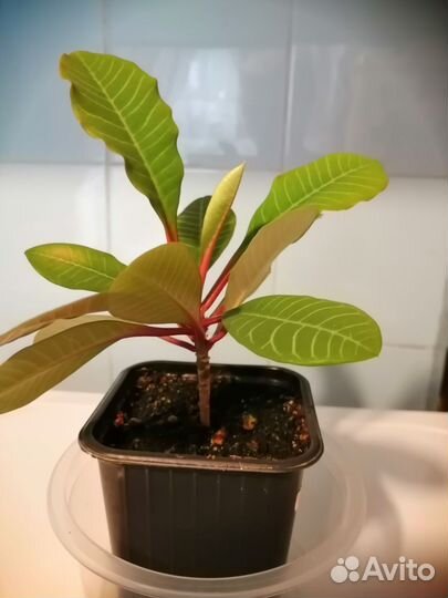 Антуриум и еще