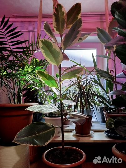 Фикус тинеке