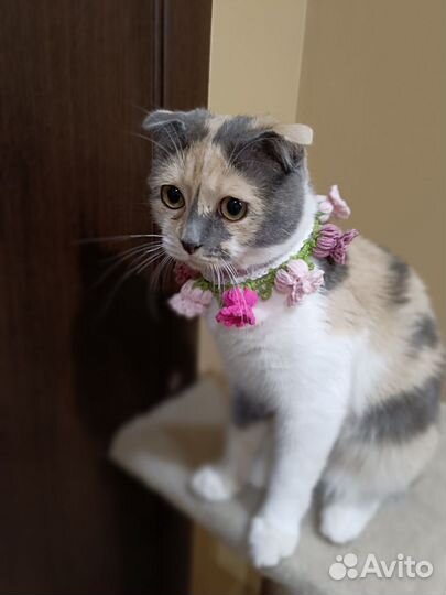 Ошейник для кошек и собак. Декоративный